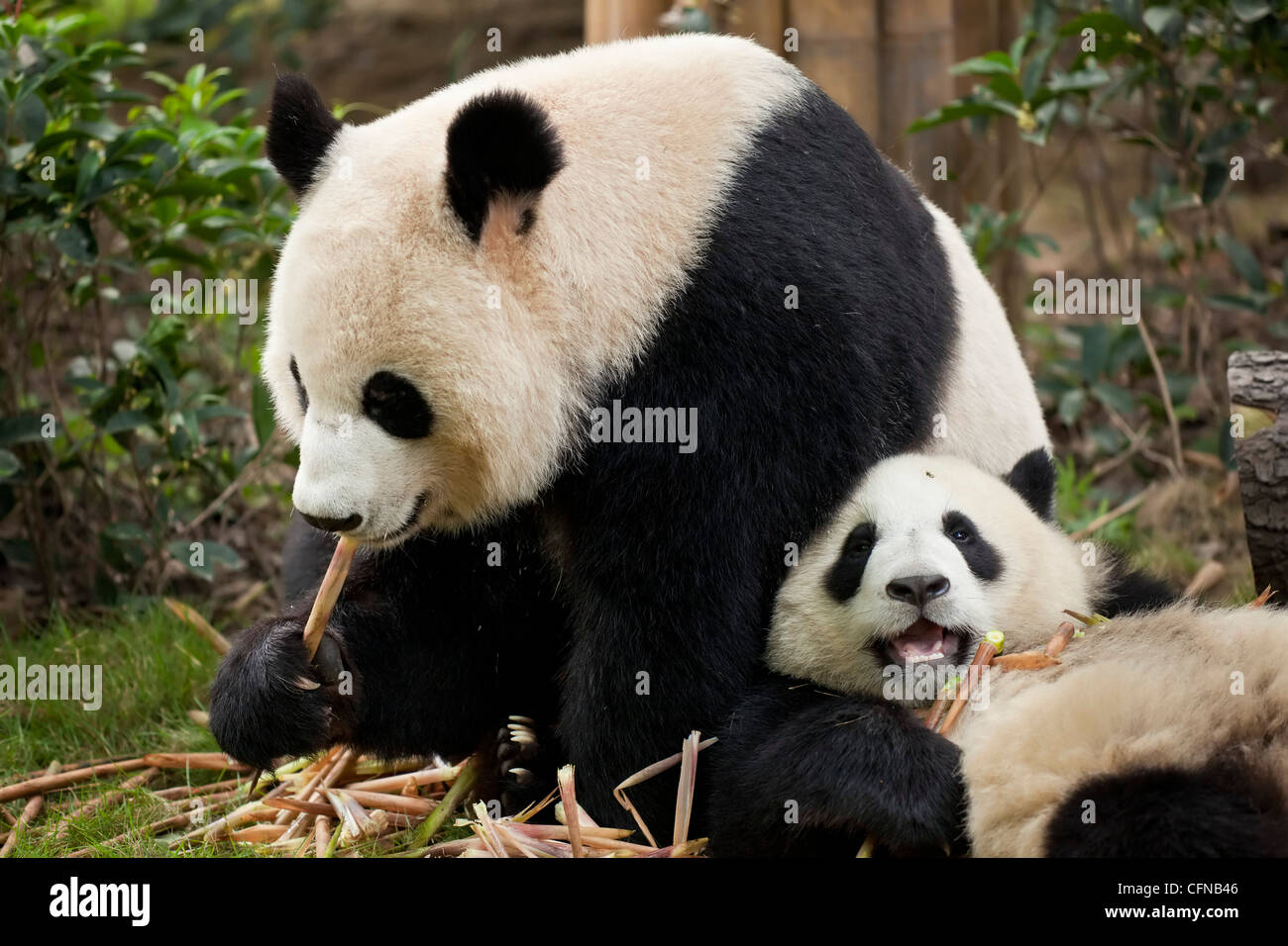 Panda gigante cubs (Ailuropoda melanoleuca) Panda allevamento e centro di ricerca, Chengdu Sichuan, in Cina, Asia Foto Stock