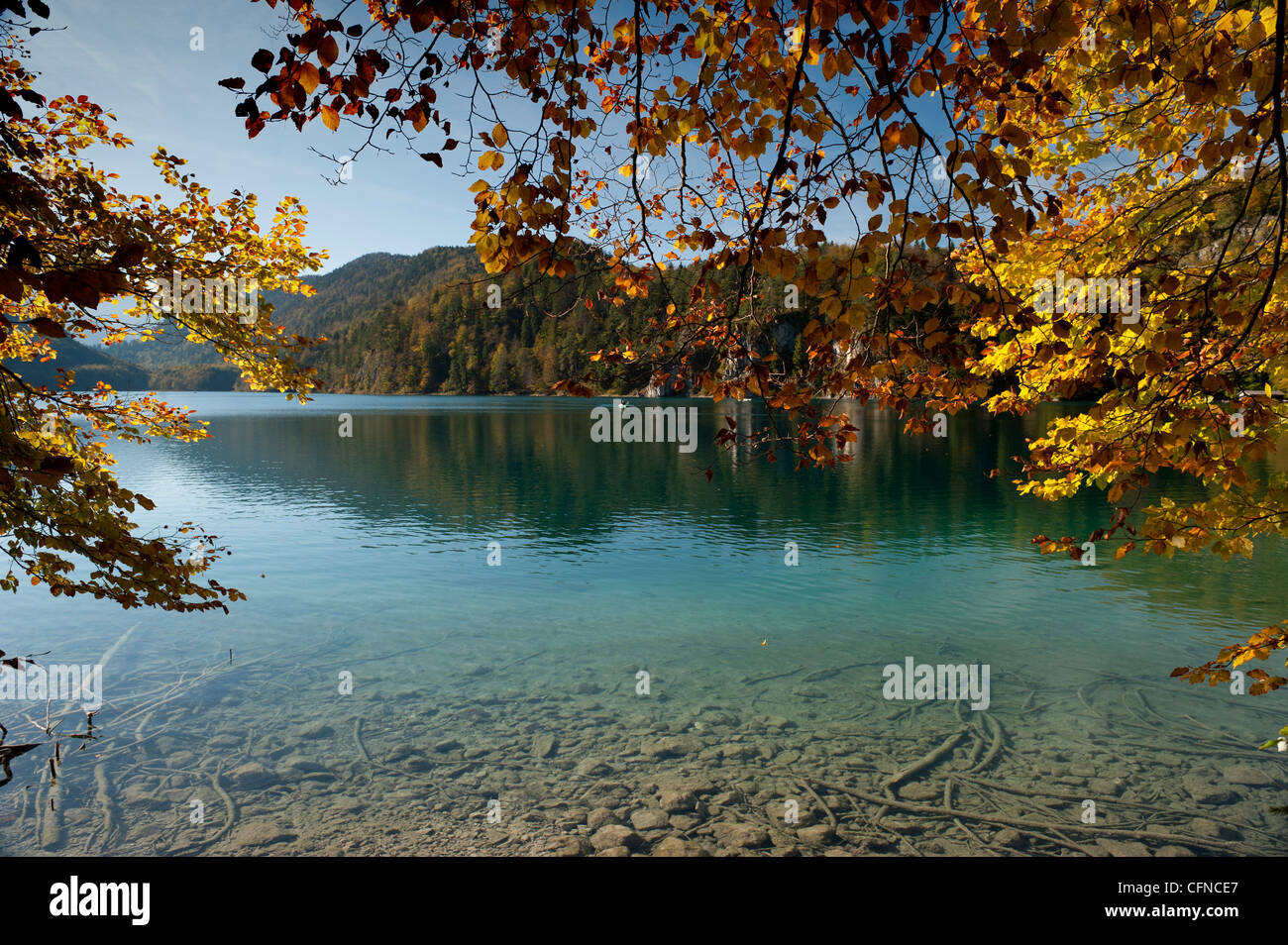 I colori autunnali a alpine Lago Alpsee, Schwangau, Baviera, Germania, Europa Foto Stock