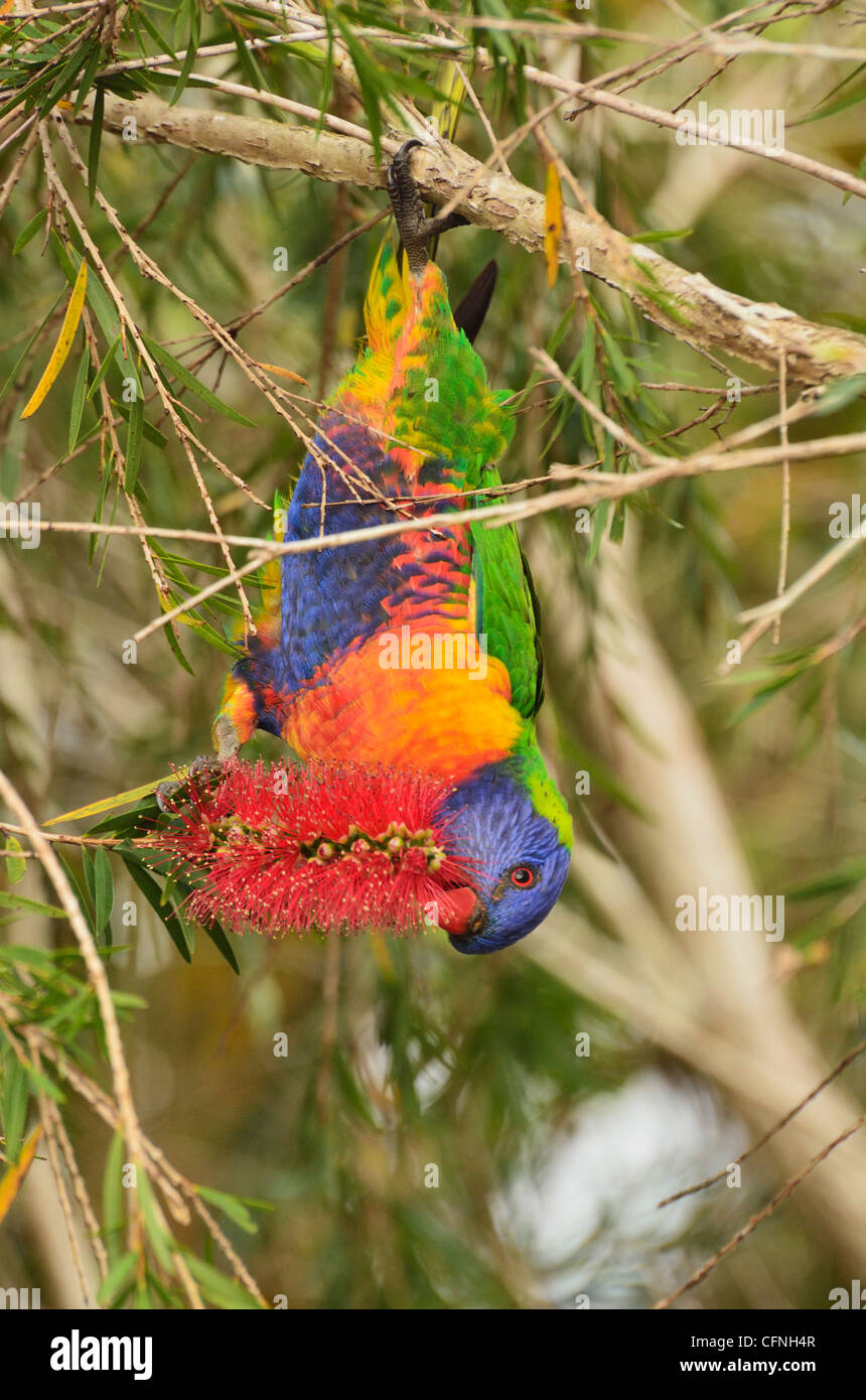 Rainbow lorikeet, Tyto zone umide, Ingham, Queensland, Australia Pacific Foto Stock