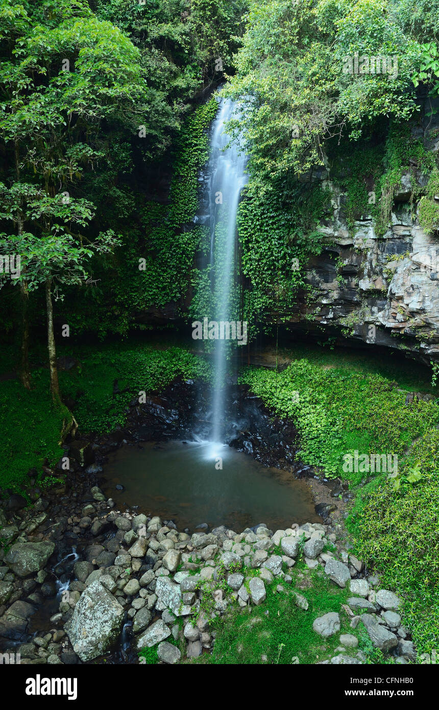 Doccia Crystal Falls, Dorrigo National Park, New South Wales, Australia Pacific Foto Stock