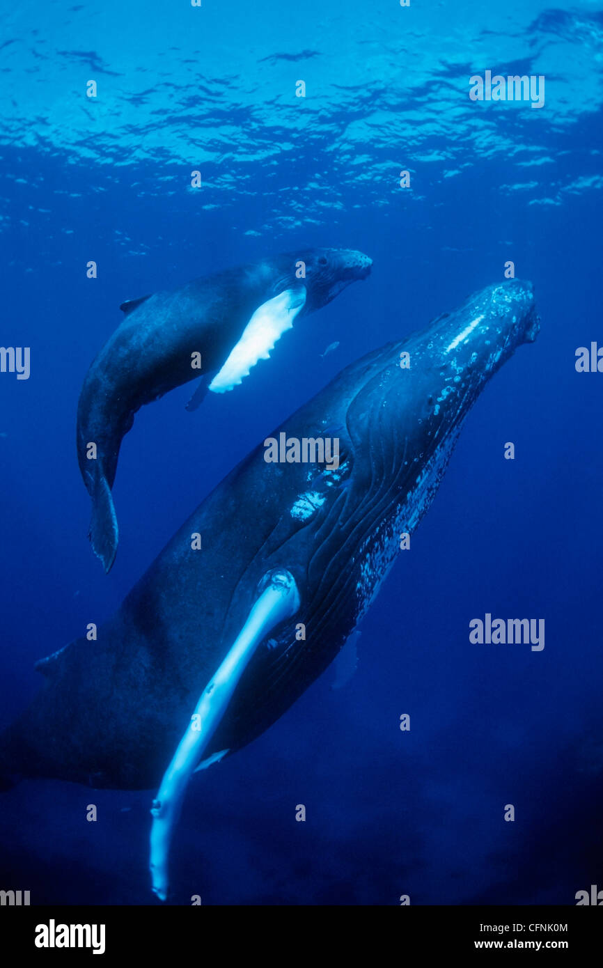 Humpback Whale, madre e del polpaccio, vulnerabili (IUCN), Banca d'argento, Turks & Caicos, Mar dei Caraibi e Oceano Atlantico Foto Stock