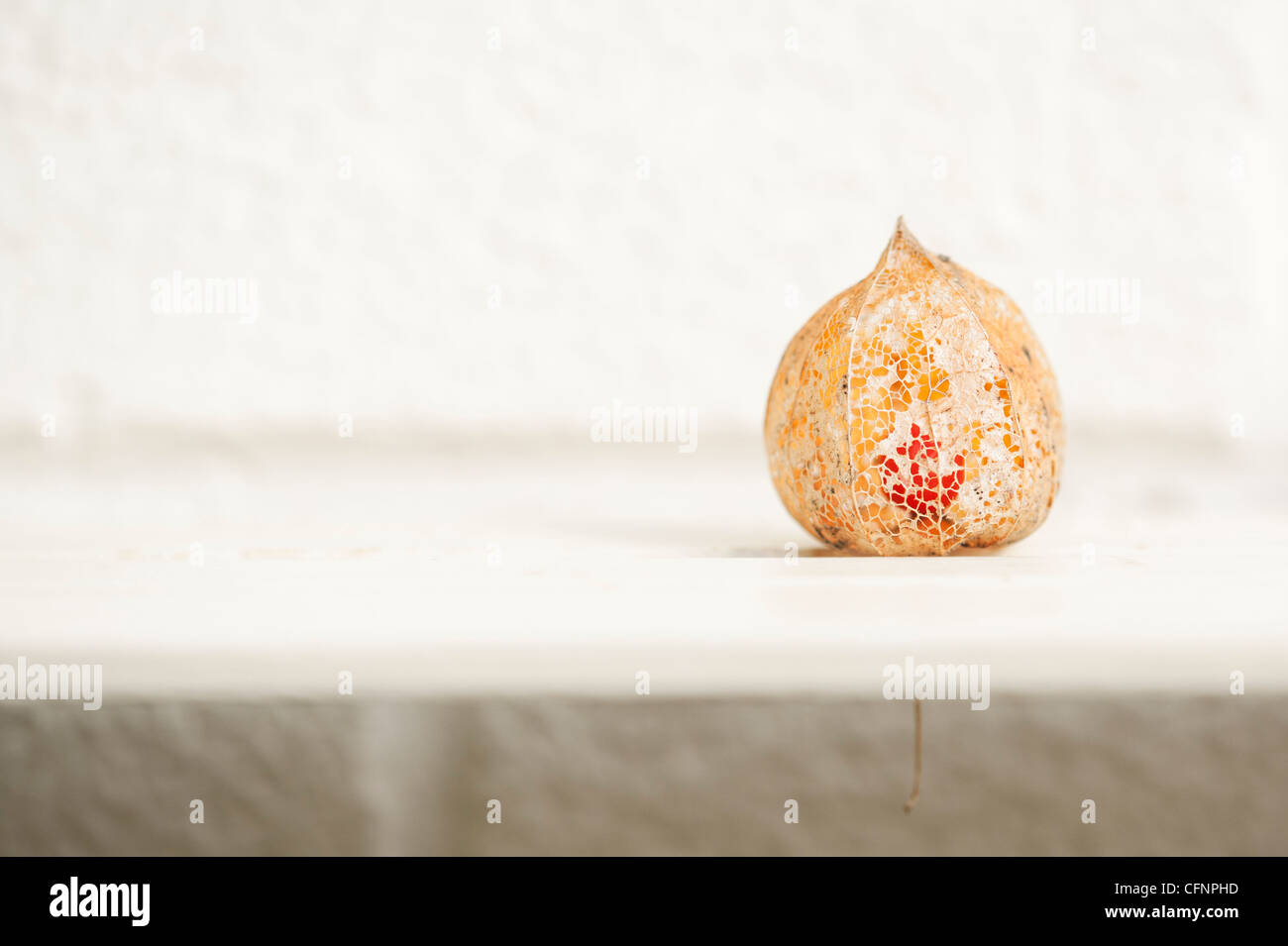Physalis alkekengi Franchetii "". Lanterna cinese frutto in decadimento lolla cartaceo contro uno sfondo chiaro Foto Stock
