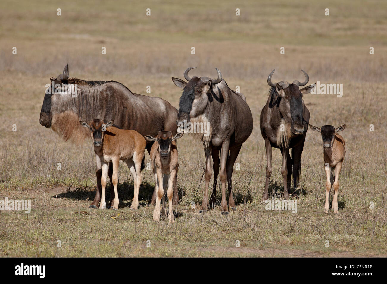 Blue GNU (GNU Borchiati) (Connochaetes taurinus) vacche e vitelli, il cratere di Ngorongoro, Tanzania, Africa orientale, Africa Foto Stock
