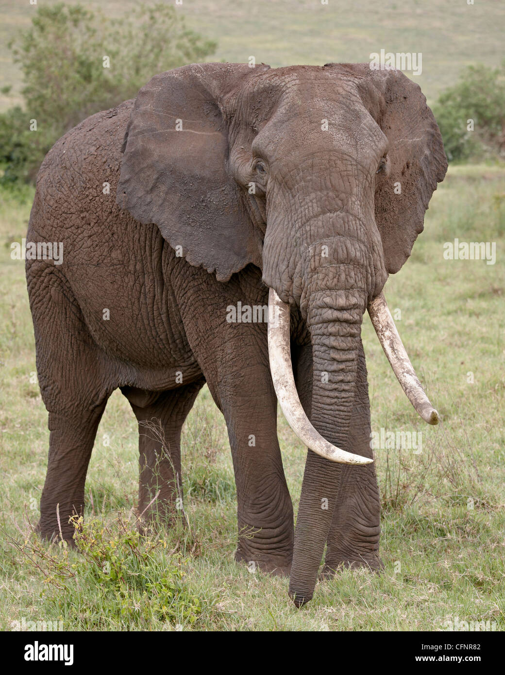 Elefante africano (Loxodonta africana),Tanzania, Africa orientale, Africa Foto Stock