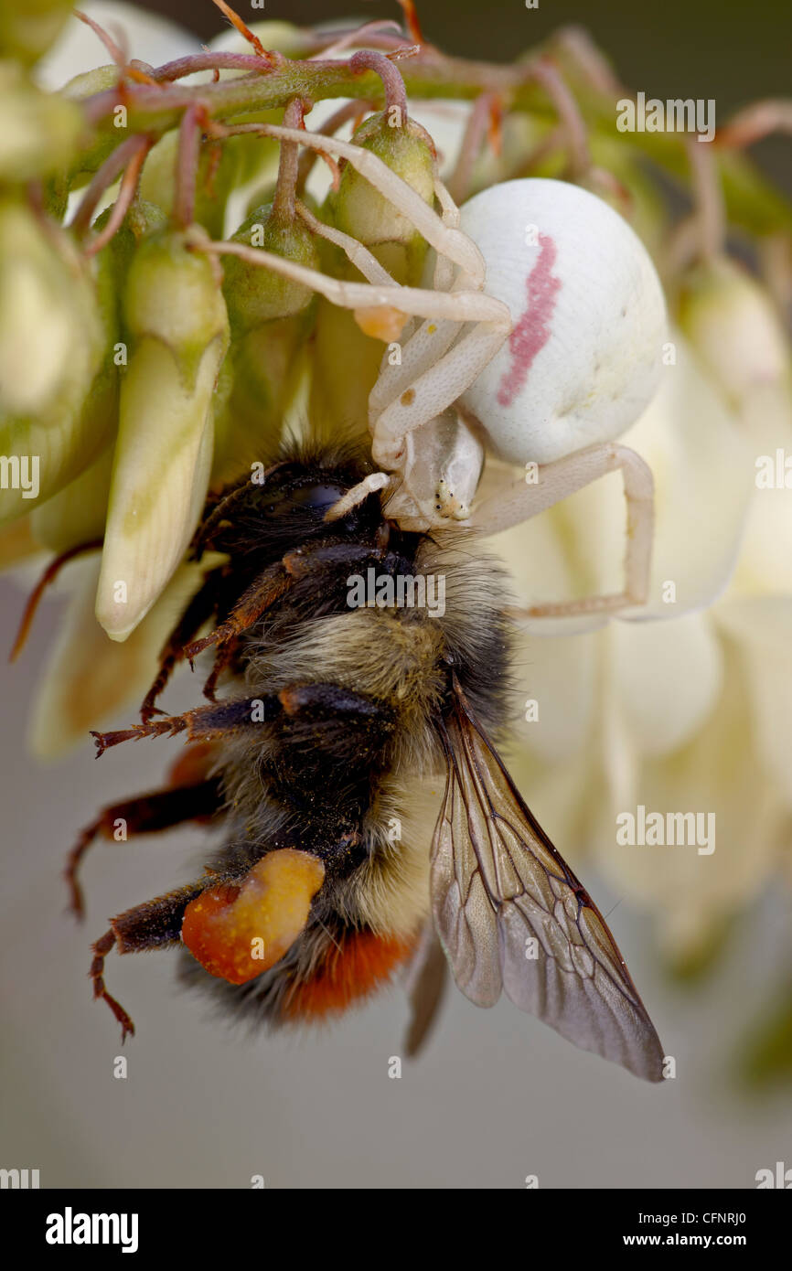Femmina ragno oro (Misumena vatia), Alberta, Canada, America del Nord Foto Stock