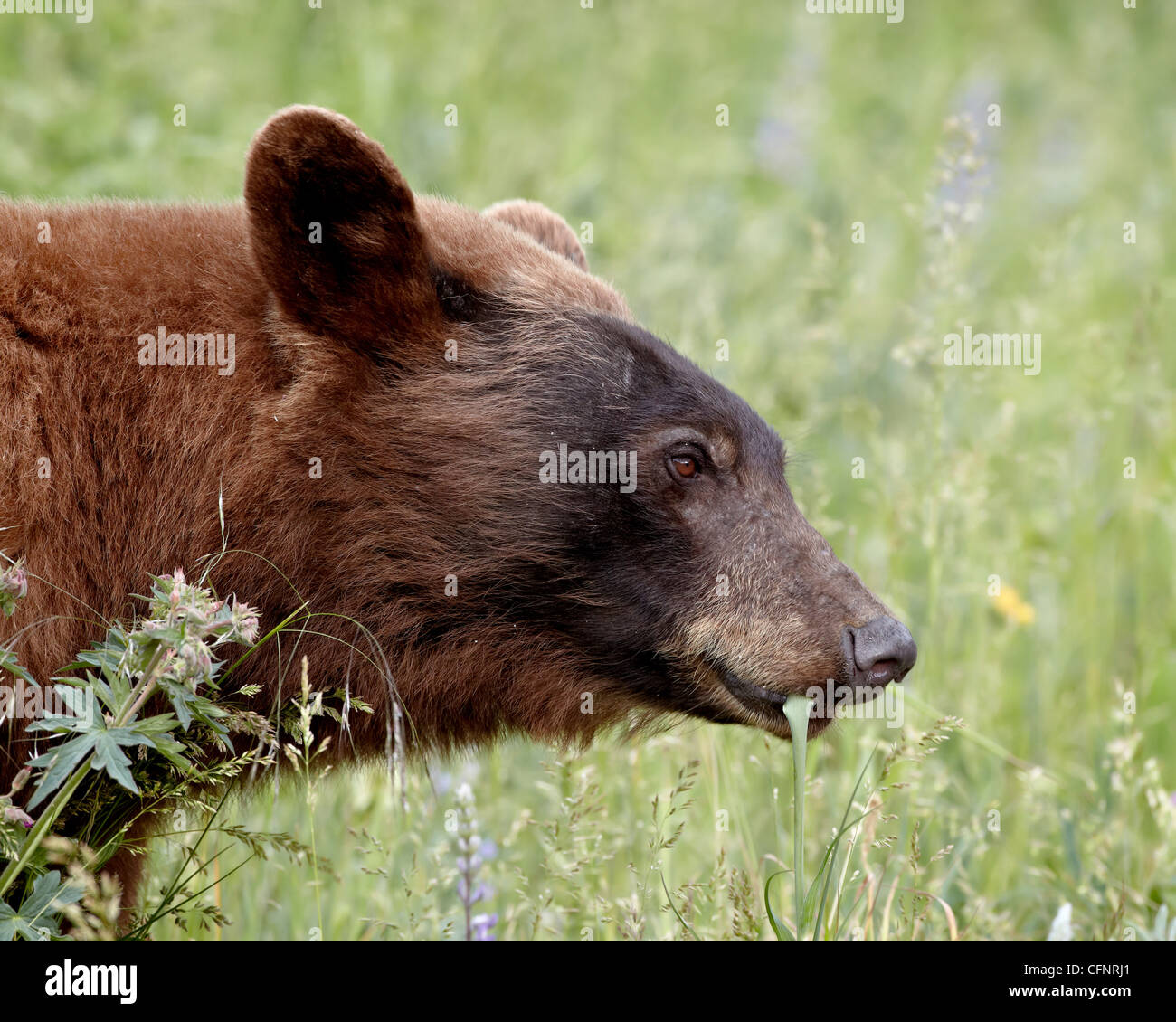 La cannella black bear (Ursus americanus) alimentazione, Parco Nazionale dei laghi di Waterton, Alberta, Canada, America del Nord Foto Stock