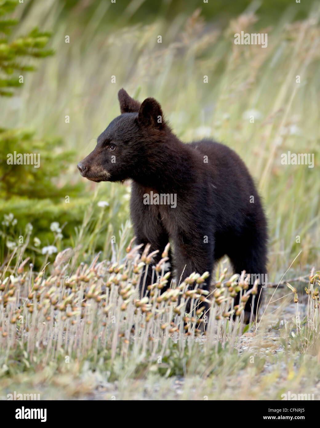 Black Bear (Ursus americanus) cub di l'anno, il Parco Nazionale dei laghi di Waterton, Alberta, Canada, America del Nord Foto Stock