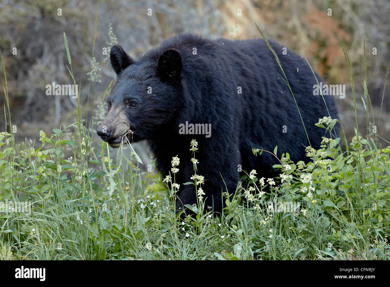 Black Bear (Ursus americanus) mangiare, il Parco Nazionale di Glacier, Montana, Stati Uniti d'America, America del Nord Foto Stock