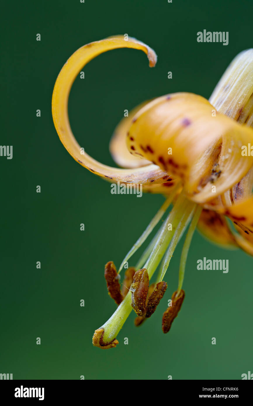 Tiger lily (Columbian giglio), Idaho, Stati Uniti d'America, America del Nord Foto Stock