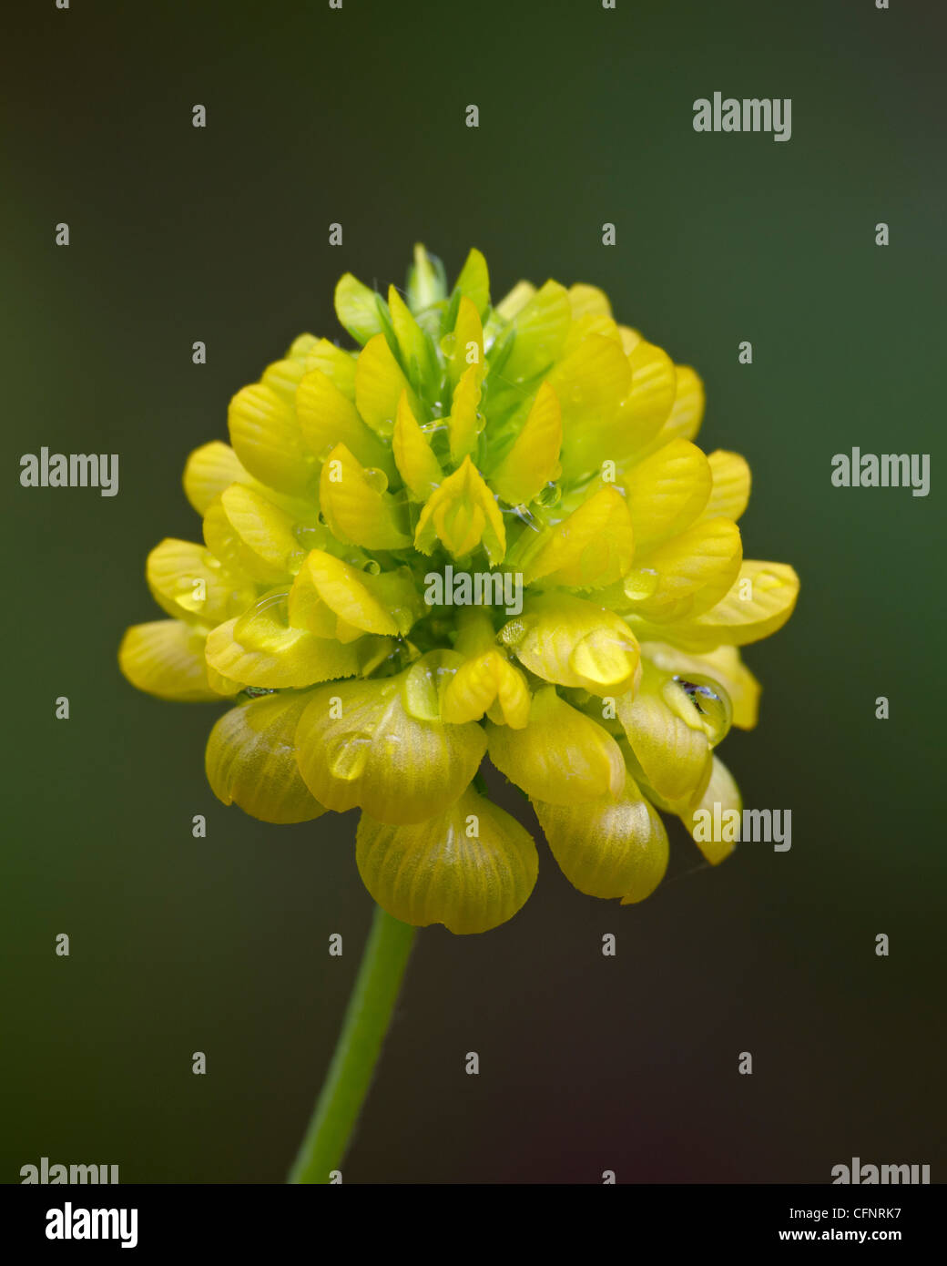 Hop di trifoglio rosso (Trifolium aureum), Idaho, Stati Uniti d'America, America del Nord Foto Stock