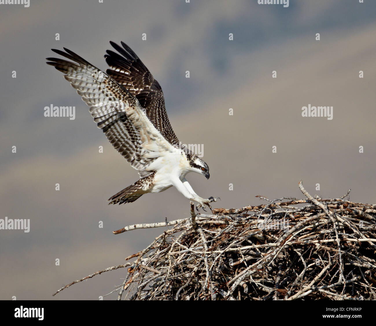 Falco pescatore (Pandion haliaetus) lo sbarco sul suo nido, Lemhi County, Idaho, Stati Uniti d'America, America del Nord Foto Stock