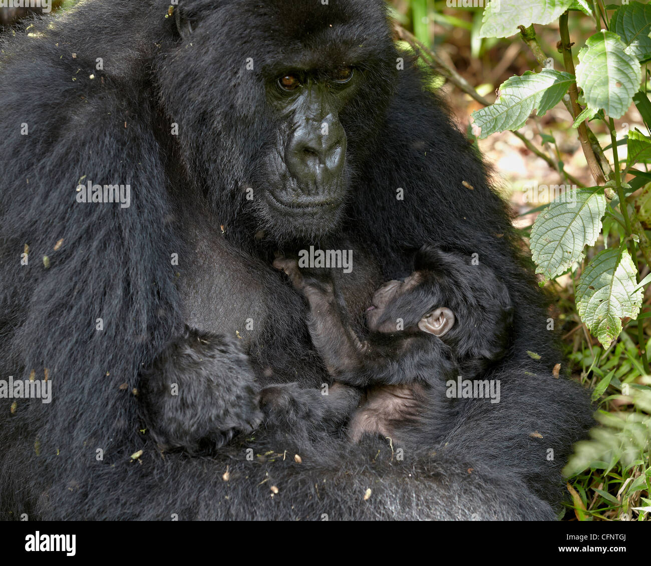 Gorilla di Montagna (Gorilla gorilla beringei), il Parco Nazionale dei Vulcani, Ruanda, Africa Foto Stock