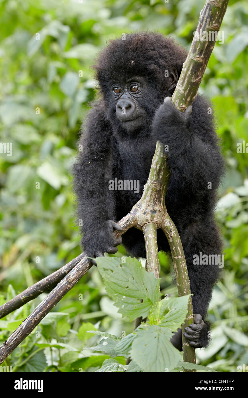 Infant gorilla di montagna (Gorilla gorilla beringei), il Parco Nazionale dei Vulcani, Ruanda, Africa Foto Stock