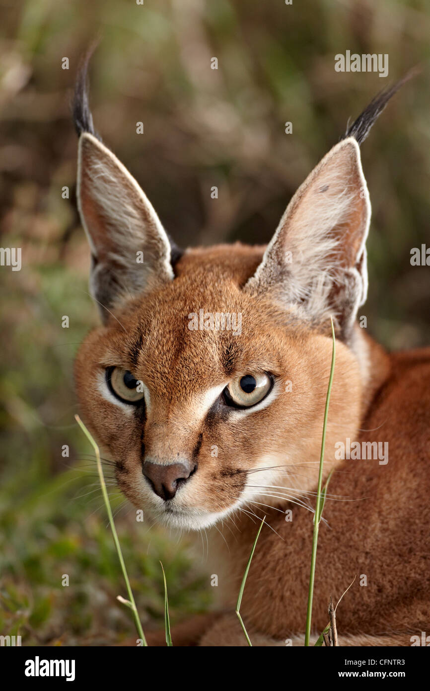 (Caracal Caracal caracal), il Parco Nazionale del Serengeti, Tanzania, Africa orientale, Africa Foto Stock