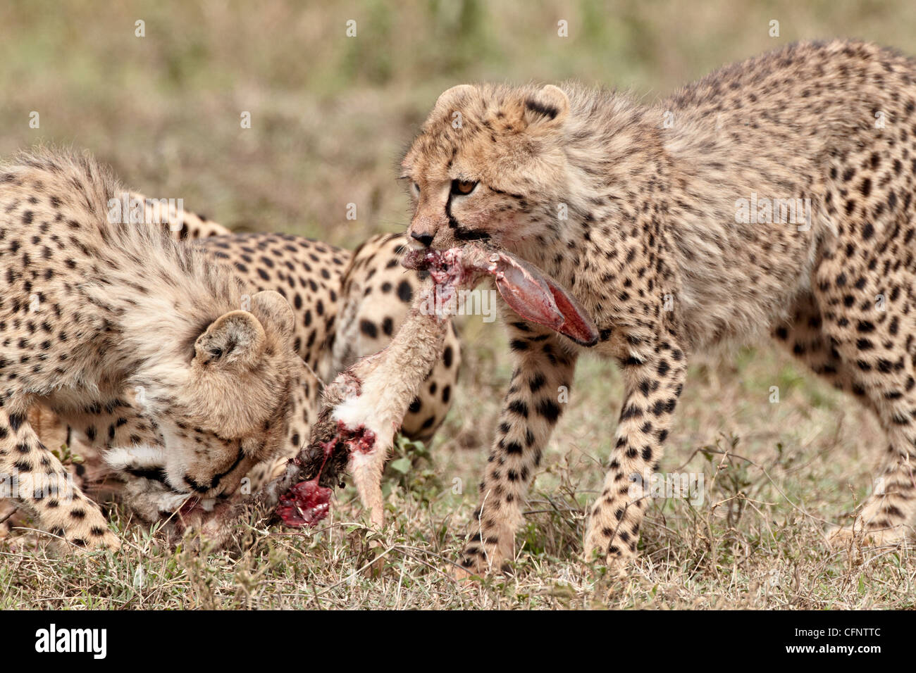 Due ghepardo (Acinonyx jubatus) cubs a un africano lepre kill, Serengeti National Park, Tanzania, Africa orientale, Africa Foto Stock