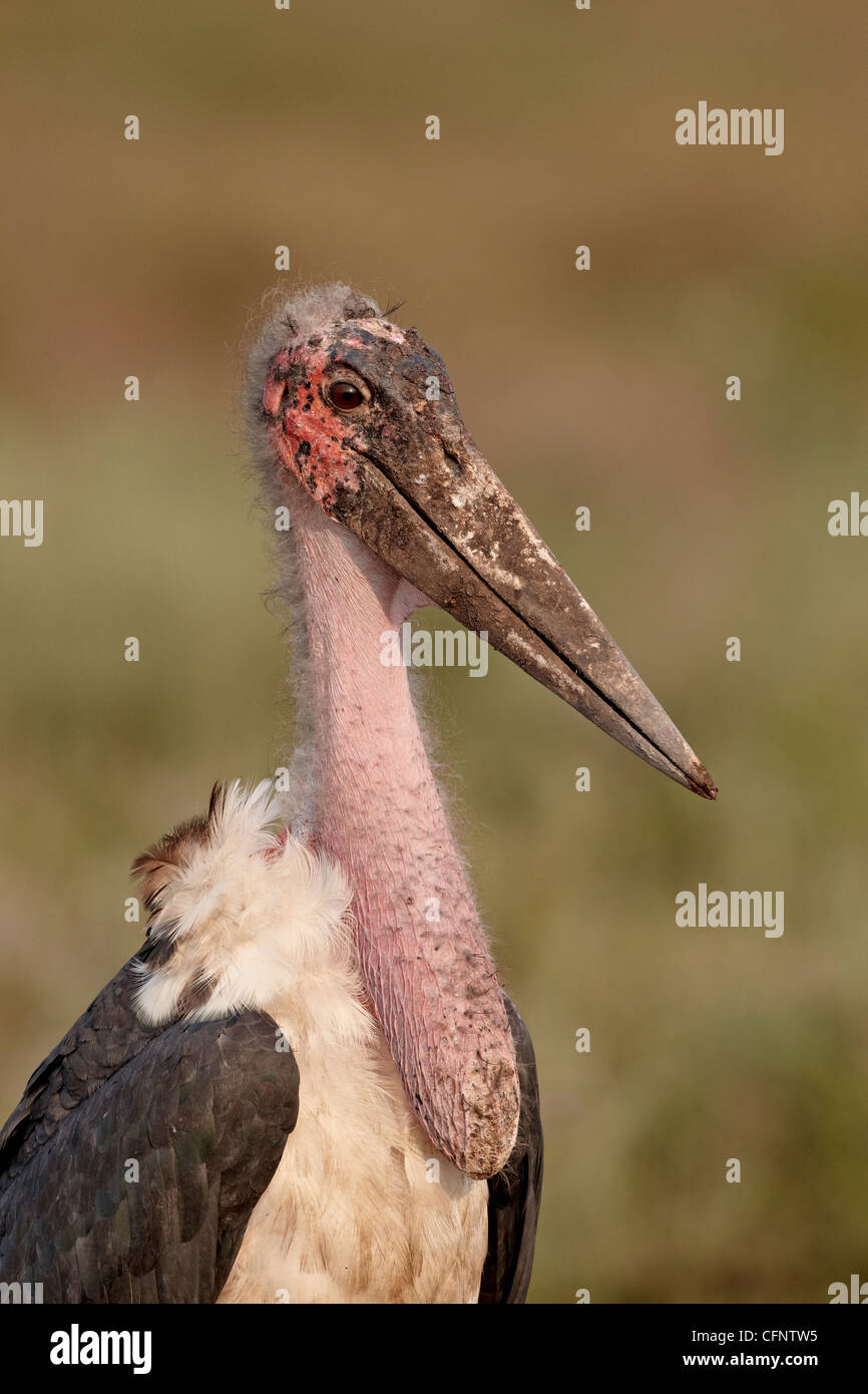 Marabou stork (Leptoptilos crumeniferus), il Parco Nazionale del Serengeti, Tanzania, Africa orientale, Africa Foto Stock