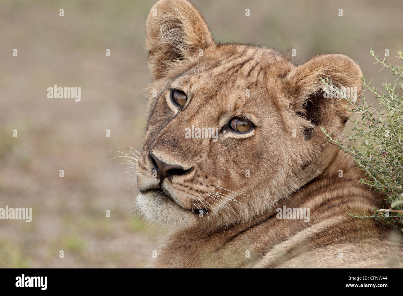 Lion (Panthera leo) cub, Serengeti National Park, Tanzania, Africa orientale, Africa Foto Stock