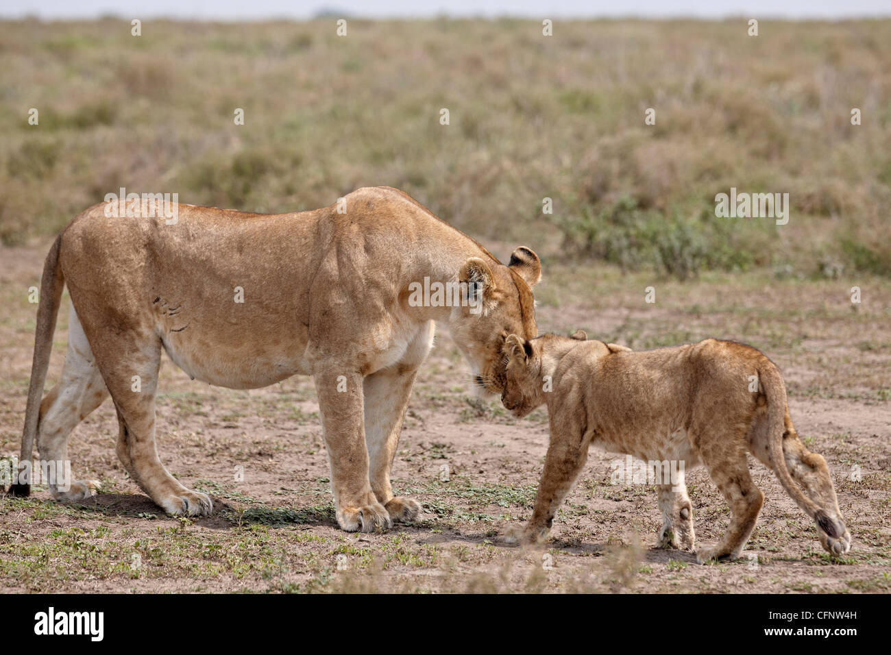 Leonessa (Panthera leo) saluto un cub, Serengeti National Park, Tanzania, Africa orientale, Africa Foto Stock