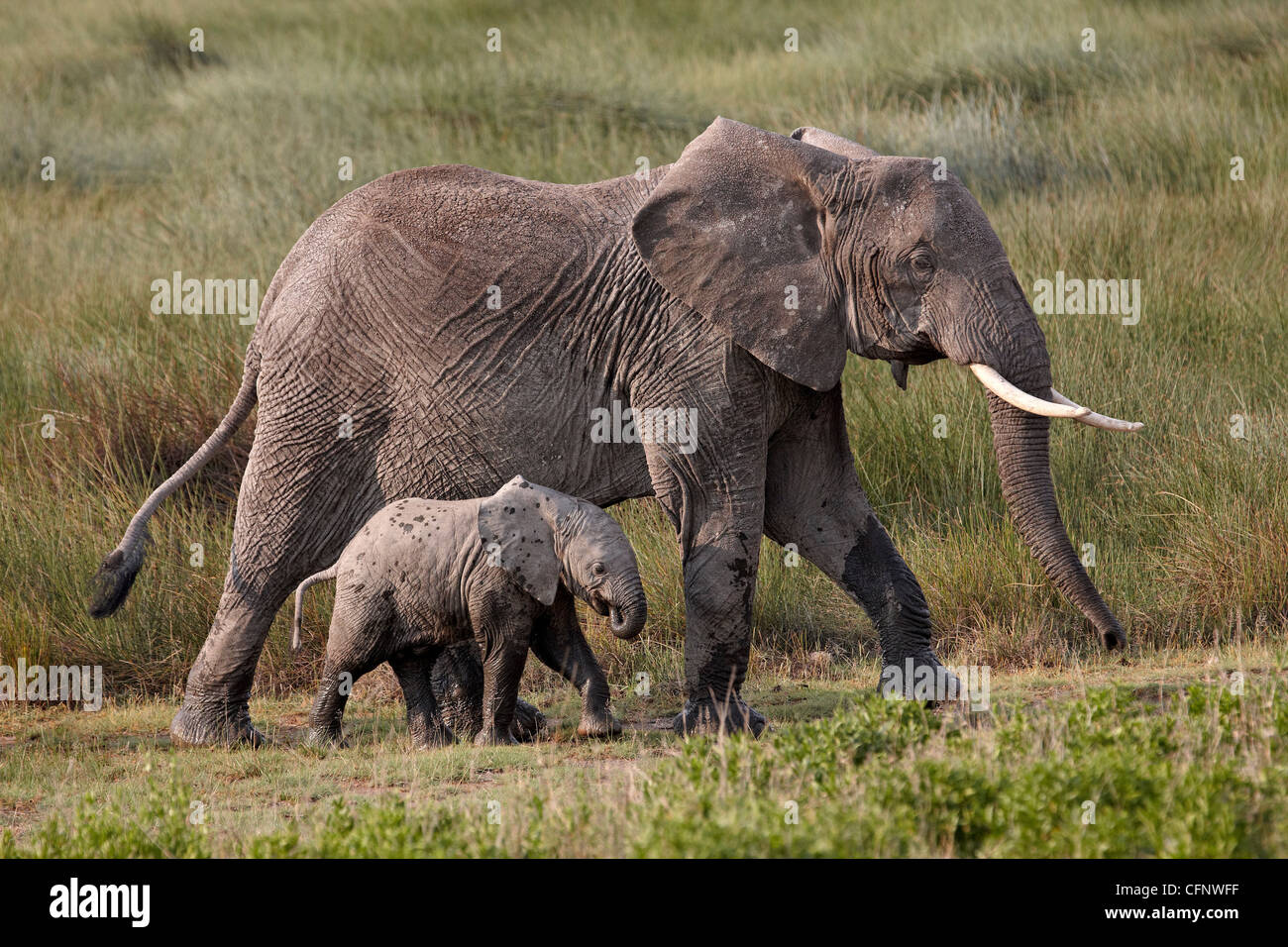 Elefante africano (Loxodonta africana) la madre e il bambino, Serengeti National Park, Tanzania, Africa orientale, Africa Foto Stock