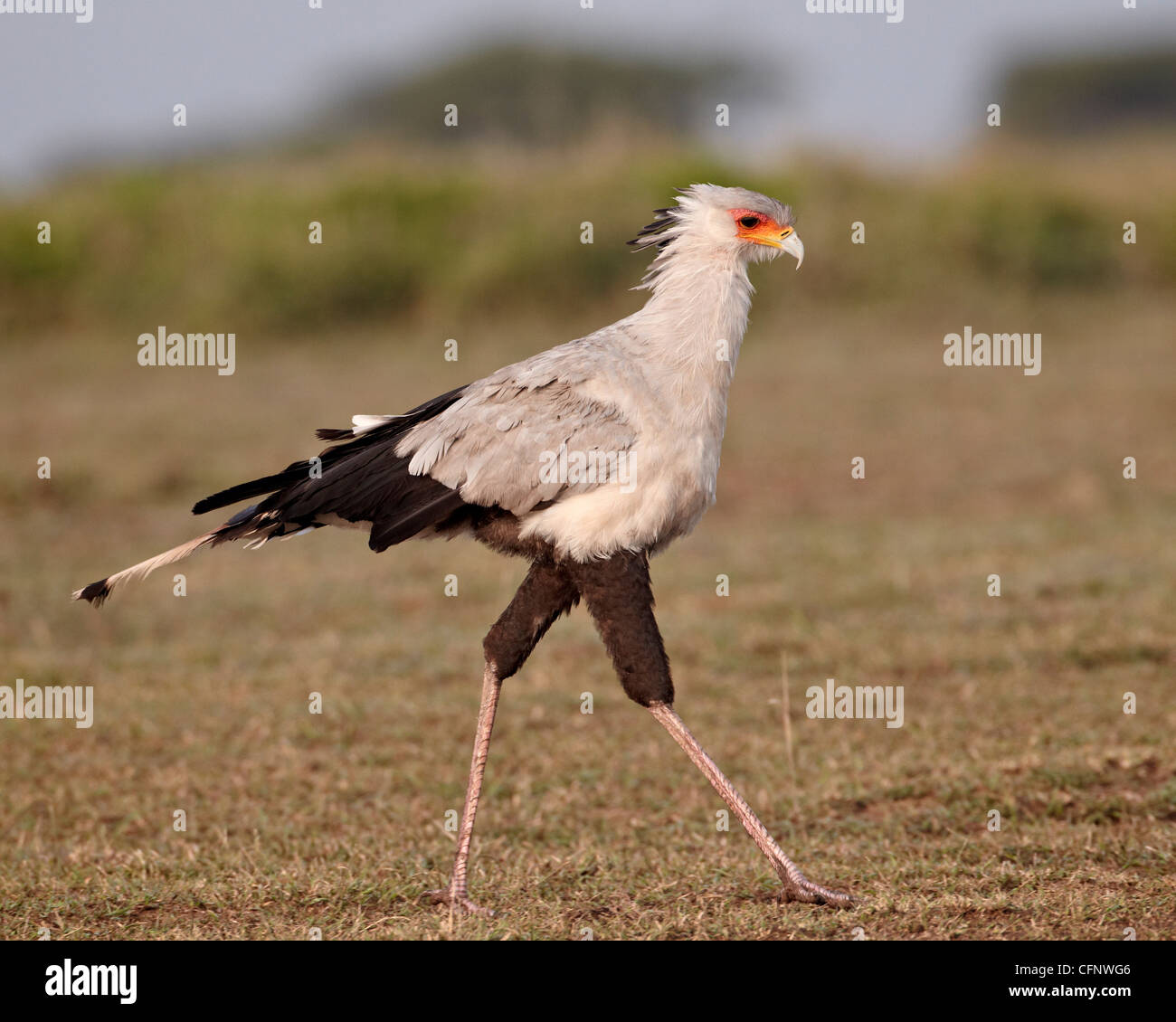 Secretarybird (Sagittarius serpentarius), il Parco Nazionale del Serengeti, Tanzania, Africa orientale, Africa Foto Stock