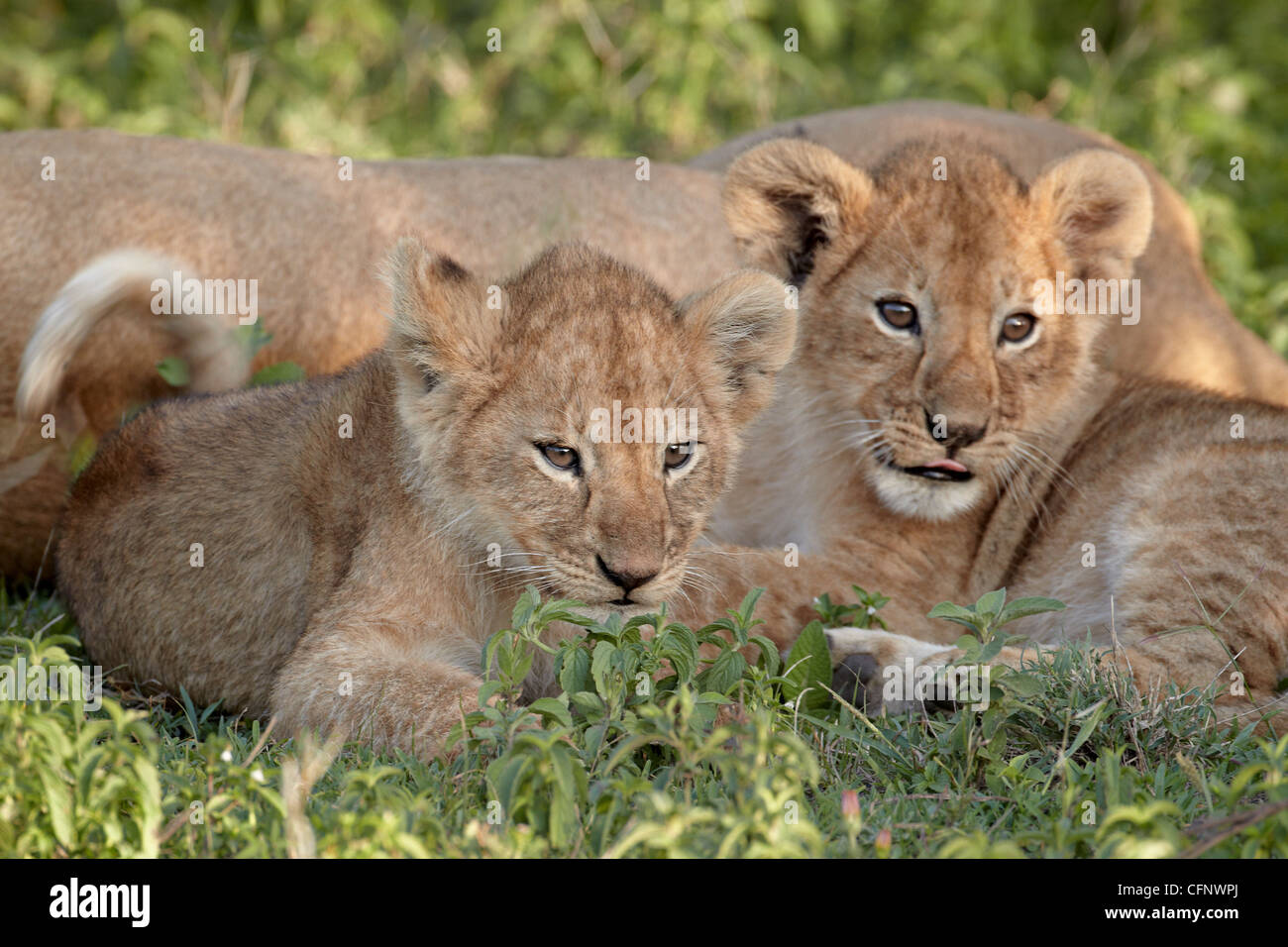 Due giovani lion (Panthera leo) cubs, Serengeti National Park, Tanzania, Africa orientale, Africa Foto Stock