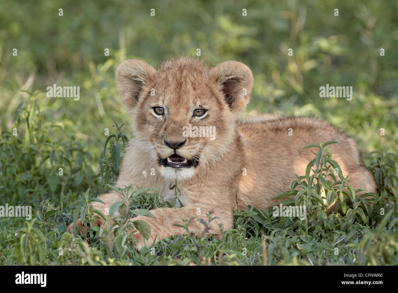 Giovani lion (Panthera leo) cub, Serengeti National Park, Tanzania, Africa orientale, Africa Foto Stock