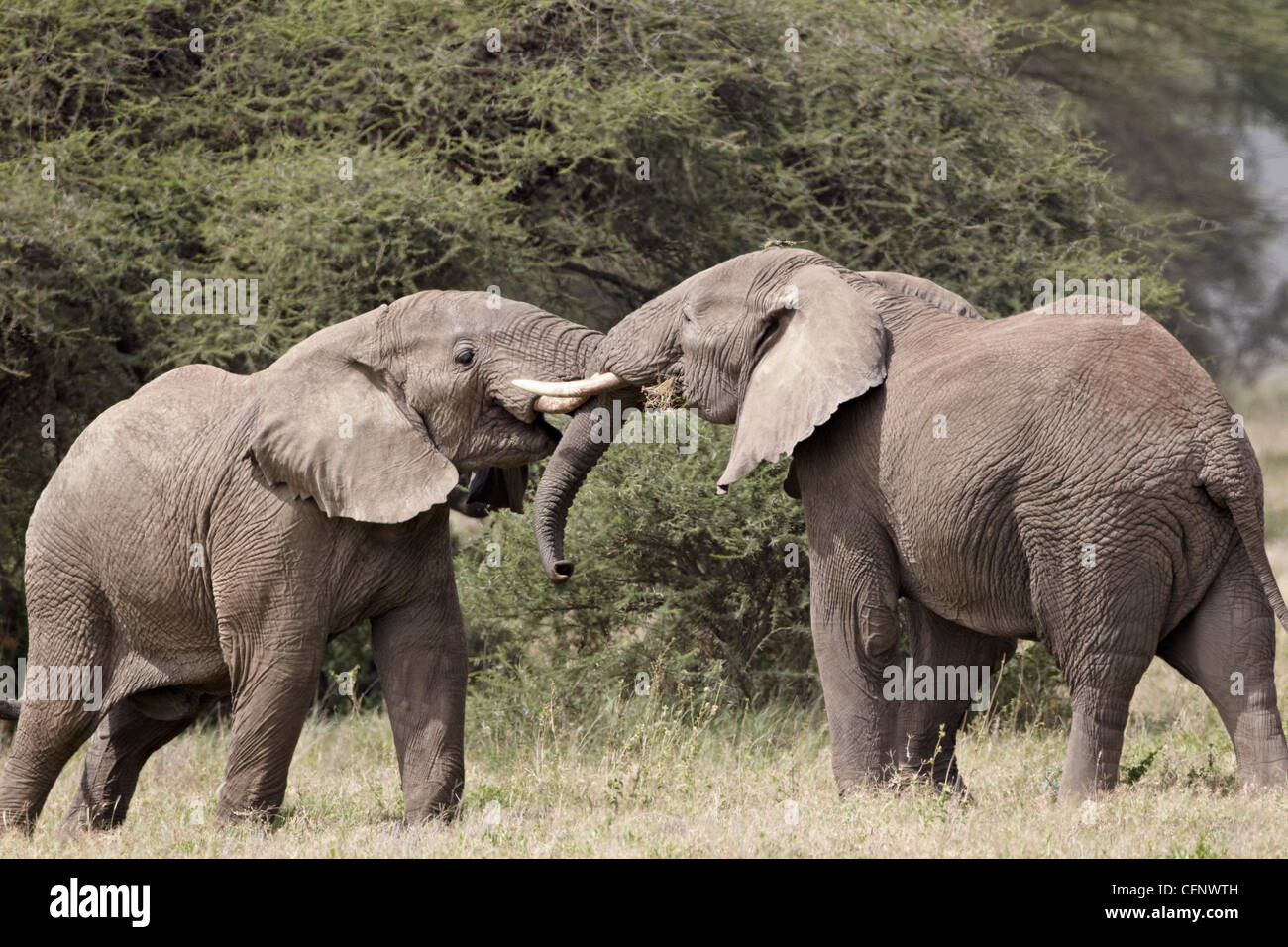 Due elefante africano (Loxodonta africana) sparring, Serengeti National Park, Tanzania, Africa orientale, Africa Foto Stock