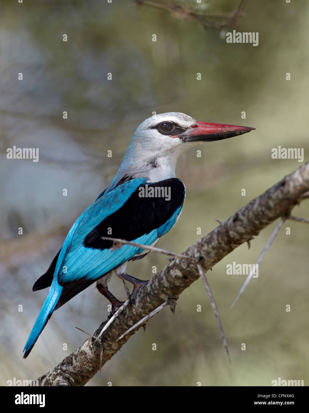 Woodland kingfisher (Halcyon senegalensis), Kruger National Park, Sud Africa e Africa Foto Stock