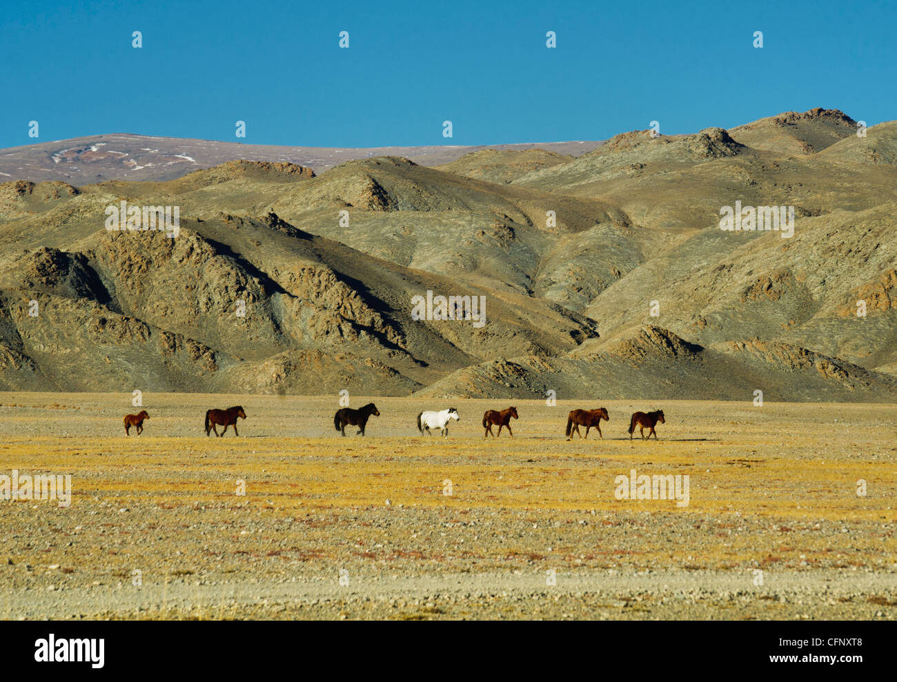 Un gruppo di cavalli selvaggi nel bel paese di gamma di Altai regione