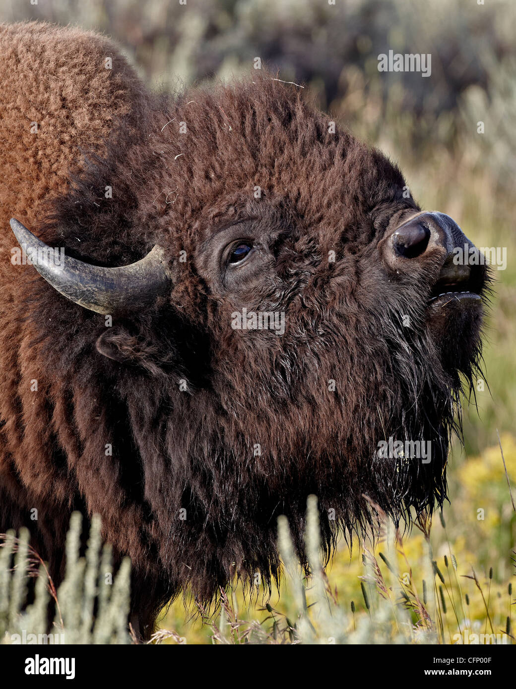 (Bison bison bison) bull, Wyoming negli Stati Uniti d'America, America del Nord Foto Stock