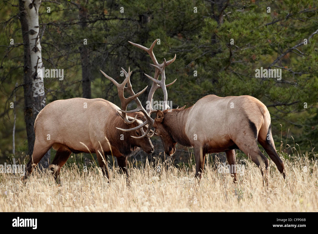 Due bull elk (Cervus canadensis), Alberta, Canada, America del Nord Foto Stock