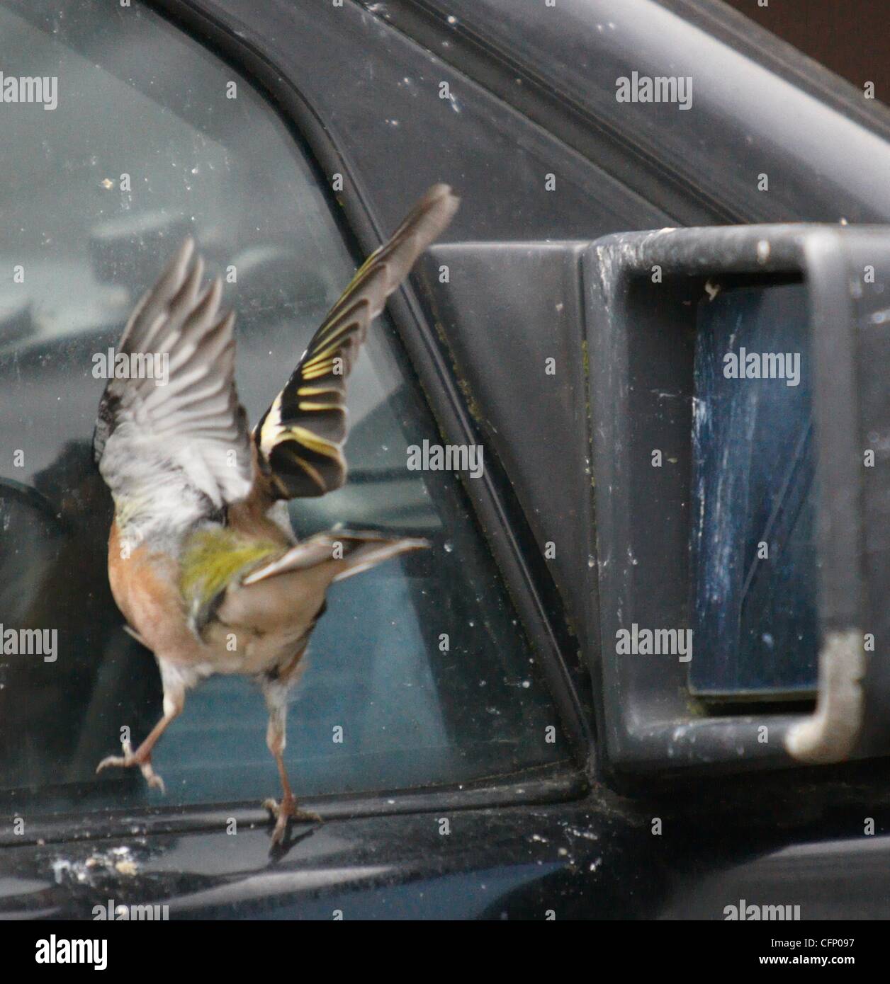 Stupido uccello! Un fringuello pecks lontano presso il suo riflesso nella finestra auto e specchio di ala. Inghilterra - Febbraio 2011 Foto Stock