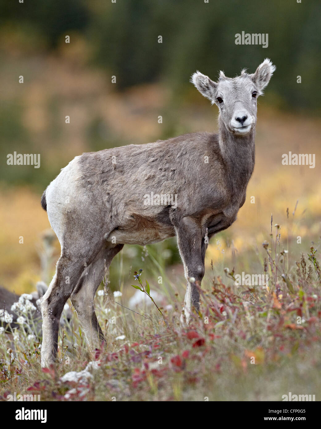 Bighorn (Ovis canadensis) agnello, Peter Lougheed Parco Provinciale, Kananaskis Country, Alberta, Canada, America del Nord Foto Stock