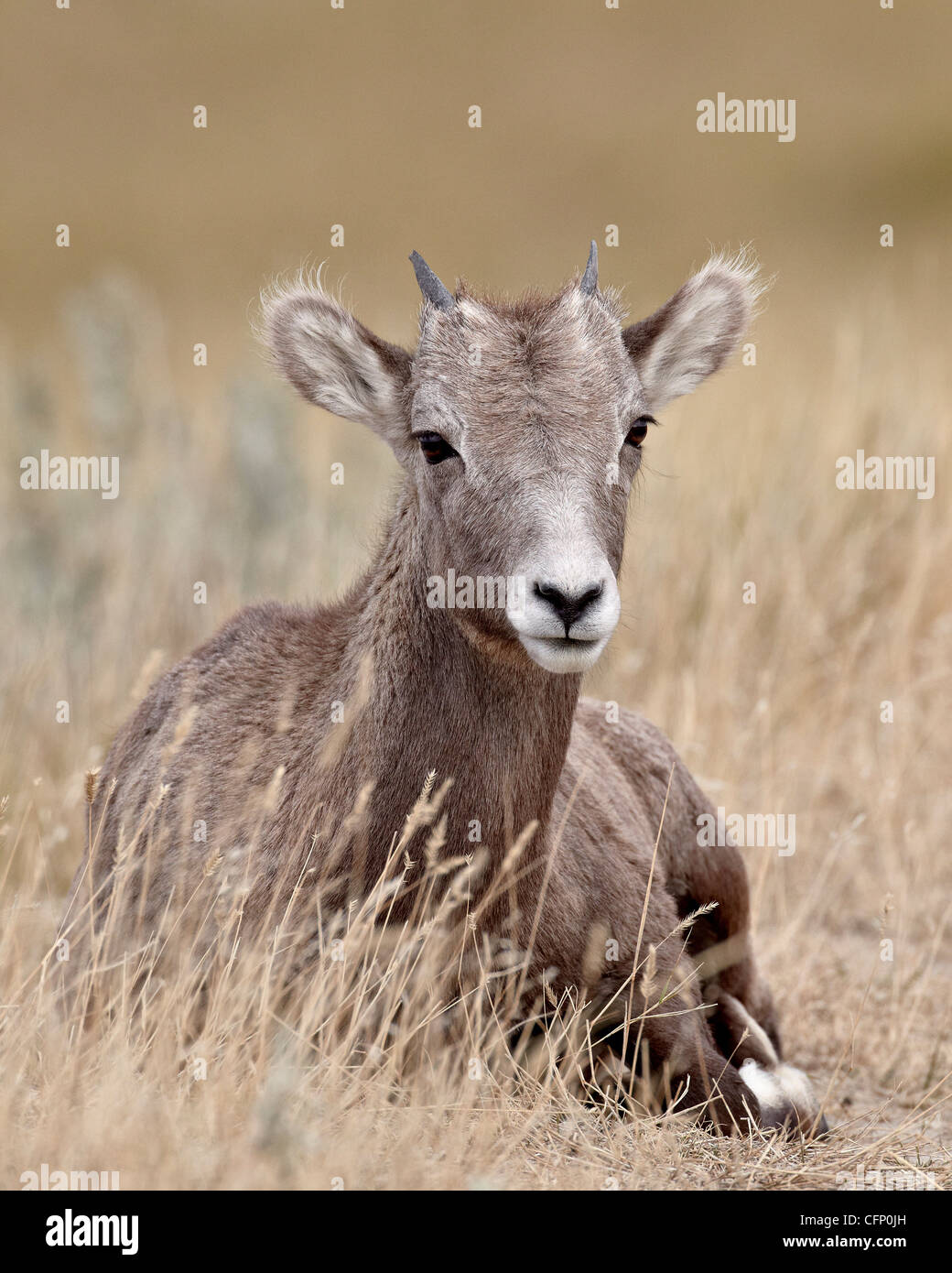 Bighorn (Ovis canadensis) agnello, Parco nazionale Badlands, Dakota del Sud, Stati Uniti d'America, America del Nord Foto Stock