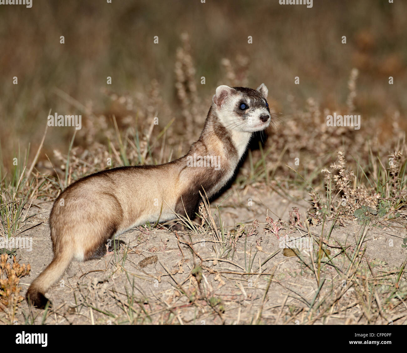 Nero-footed ferret (American polecat), Conata Basin, il Dakota del Sud, Stati Uniti d'America, America del Nord Foto Stock