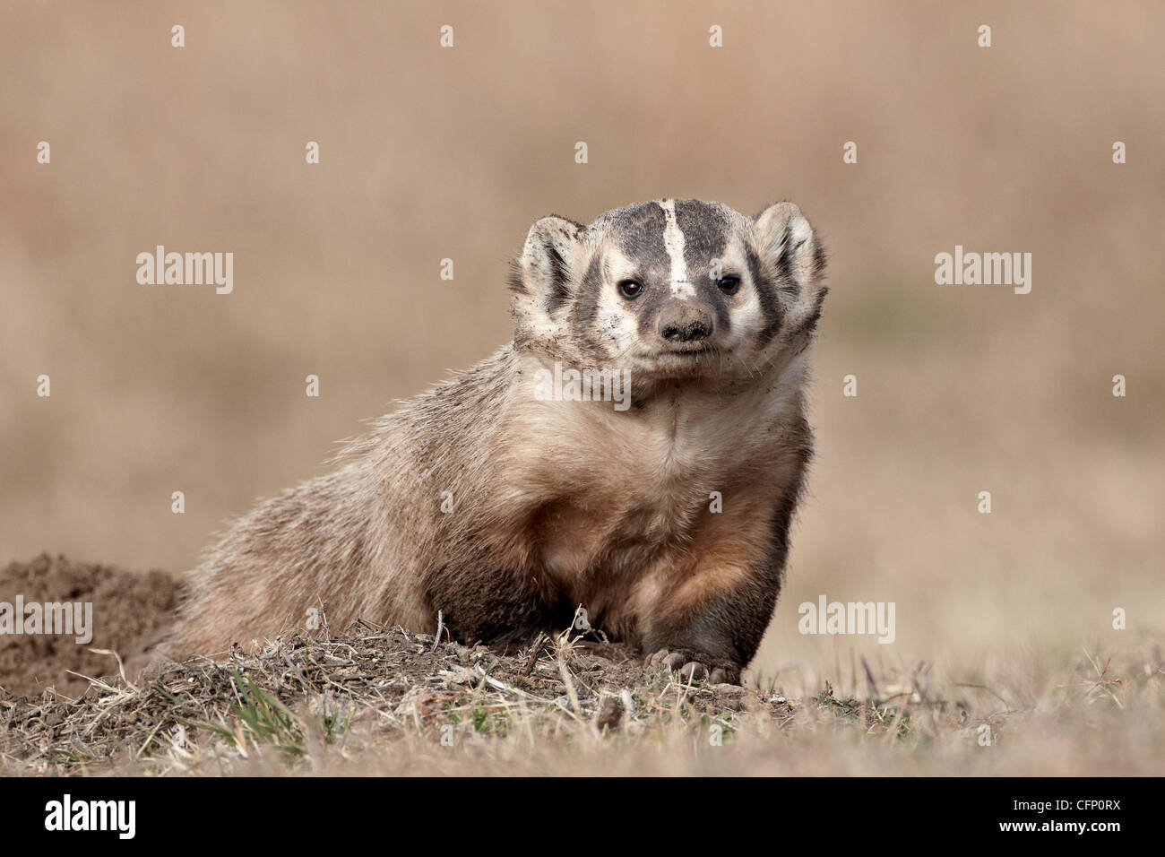 Badger (Taxidea taxus), Custer State Park, il Dakota del Sud, Stati Uniti d'America, America del Nord Foto Stock