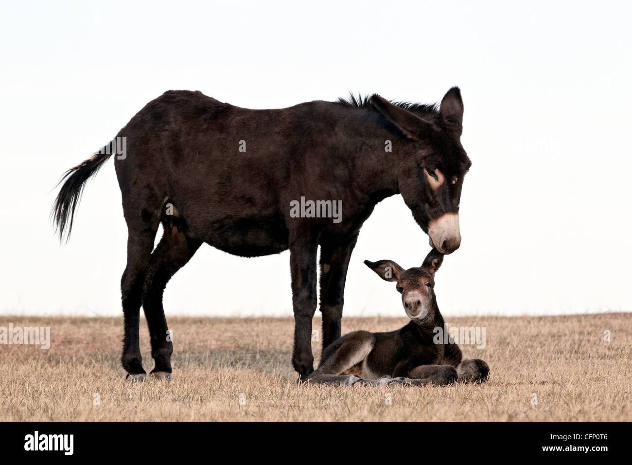 Wild burro (asino) (Equus asinus), il Dakota del Sud, Stati Uniti d'America, America del Nord Foto Stock