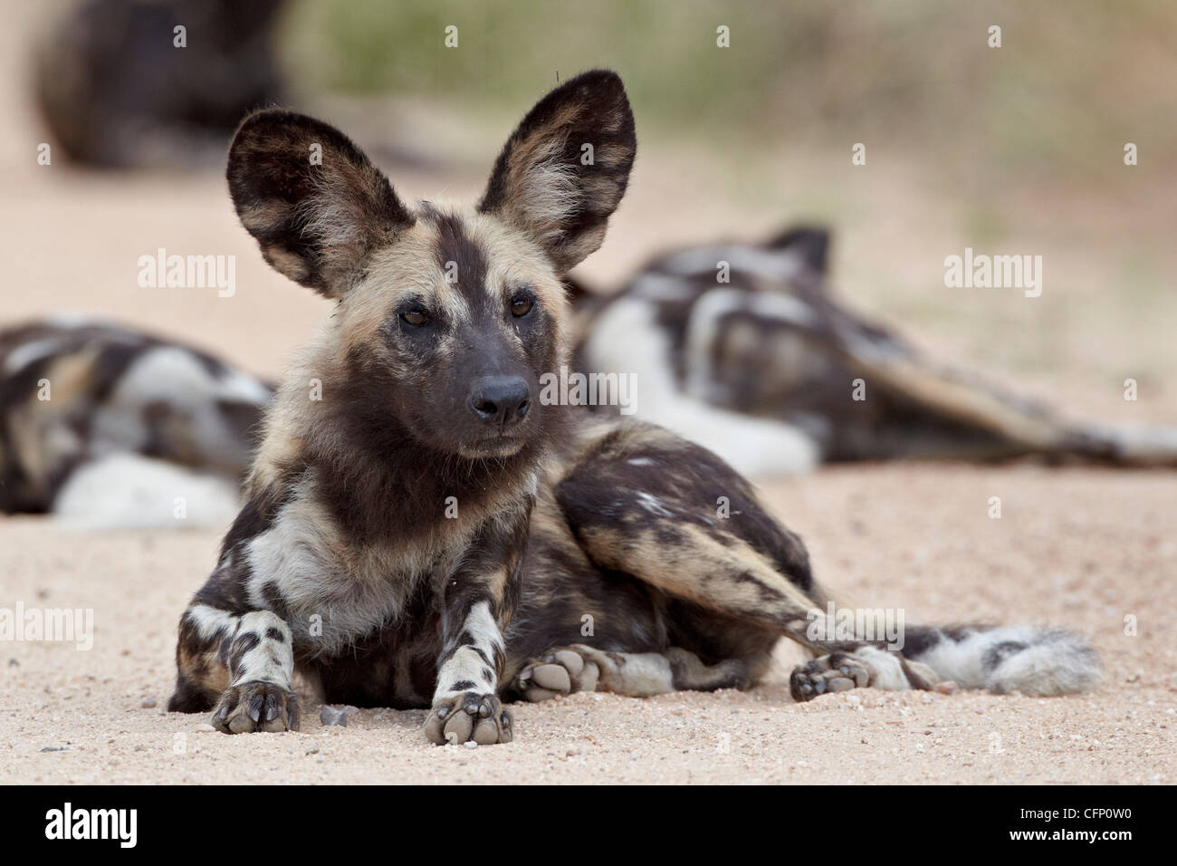 African wild dog (African Hunting dog) (Capo Caccia cane) (Lycaon pictus), Kruger National Park, Sud Africa e Africa Foto Stock