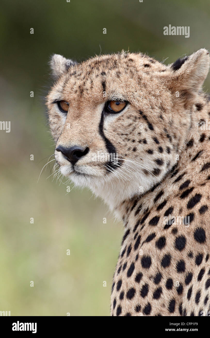 Ghepardo (Acinonyx jubatus), Kruger National Park, Sud Africa e Africa Foto Stock