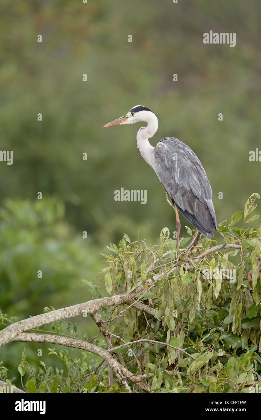 Airone cinerino (Ardea cinerea), Kruger National Park, Sud Africa e Africa Foto Stock