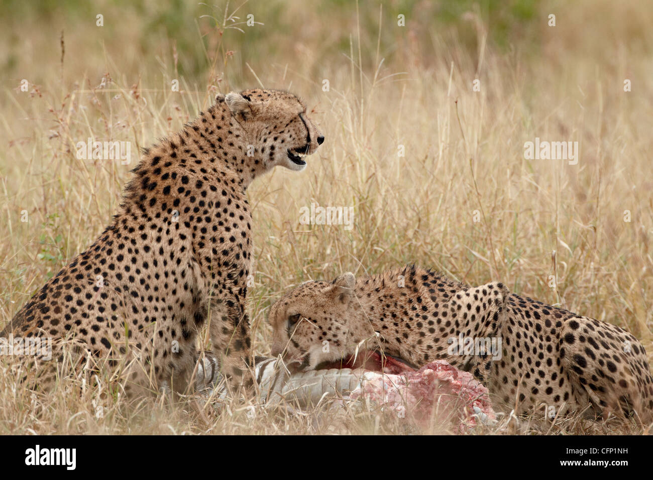 Due ghepardo (Acinonyx jubatus) in corrispondenza di una zebra kill, Kruger National Park, Sud Africa e Africa Foto Stock Due ghepardo (Acinonyx jubatus) in corrispondenza di una zebra kill, Kruger National Park, Sud Africa e Africa Foto Stock