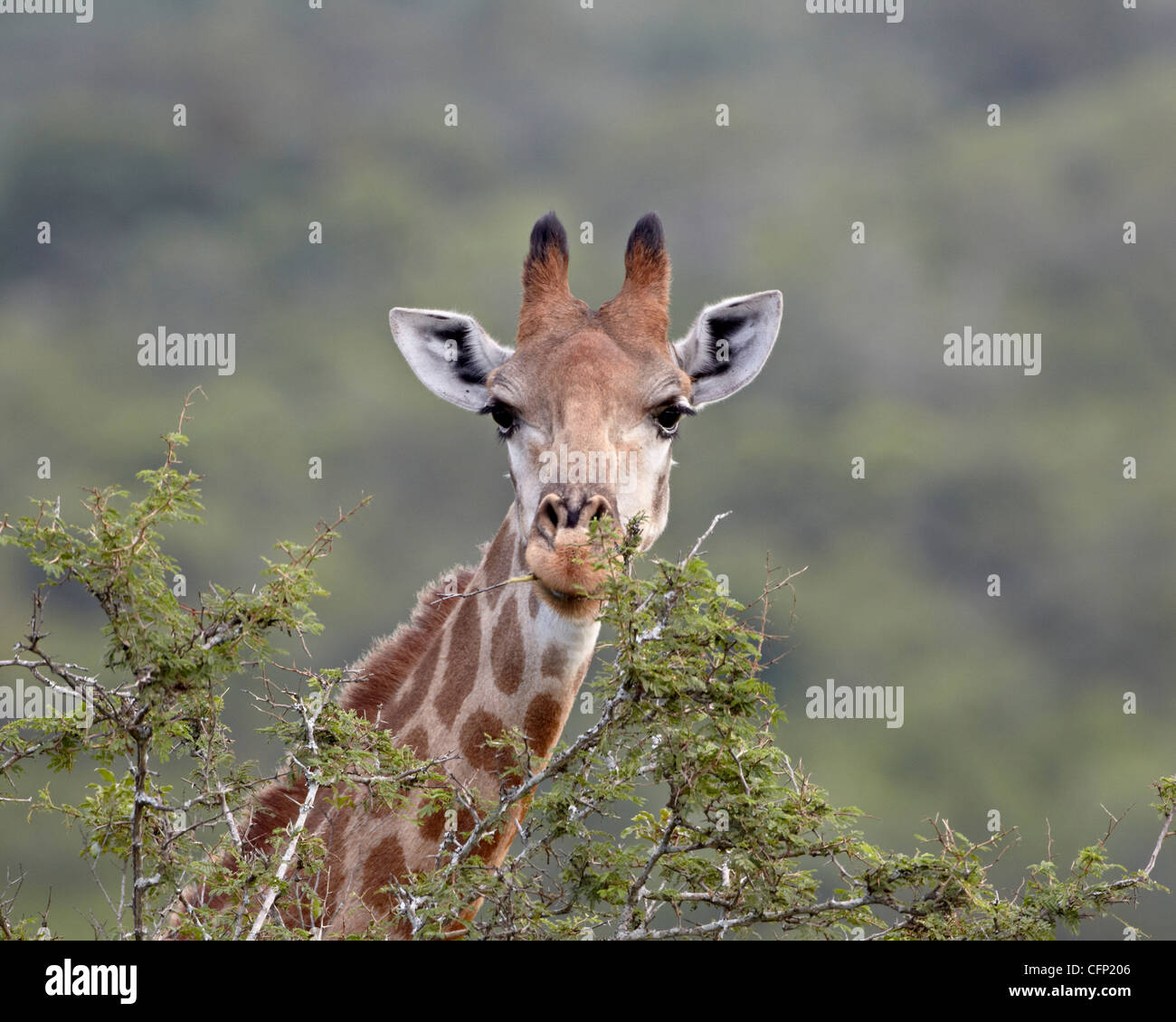 Cape giraffe (Giraffa camelopardalis giraffa), la Hluhluwe Game Reserve, Sud Africa e Africa Foto Stock