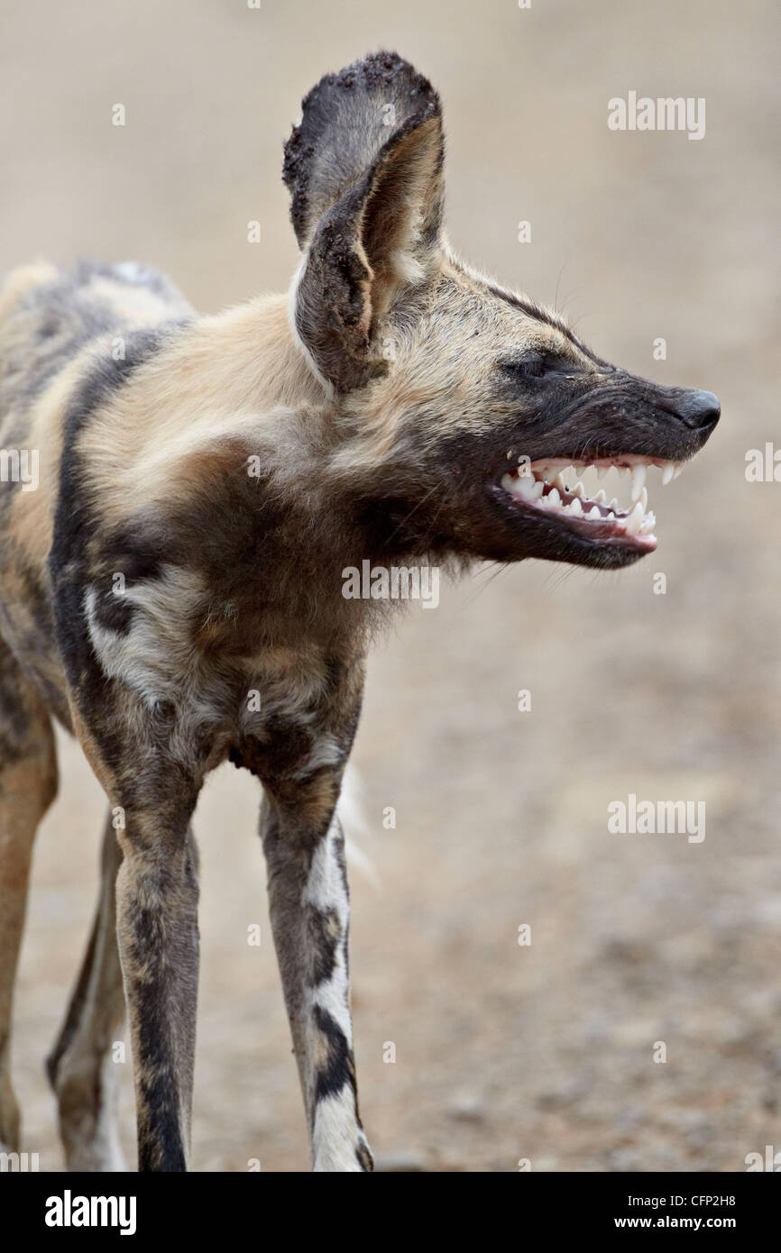 African wild dog (African Hunting dog) (Capo Caccia cane) (Lycaon pictus), la Hluhluwe Game Reserve, Sud Africa e Africa Foto Stock