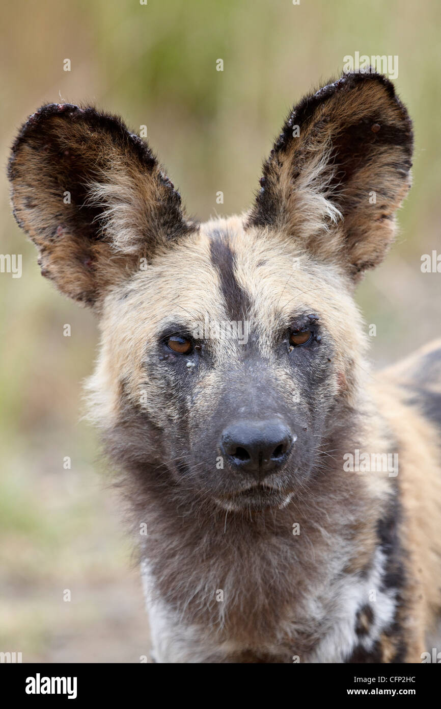African wild dog (African Hunting dog) (Capo Caccia cane) (Lycaon pictus), la Hluhluwe Game Reserve, Sud Africa e Africa Foto Stock