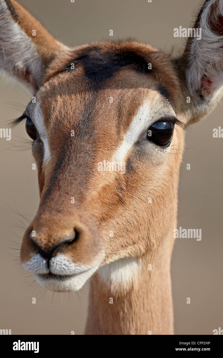 Impala femmina (Aepyceros melampus), la Hluhluwe Game Reserve, Sud Africa e Africa Foto Stock