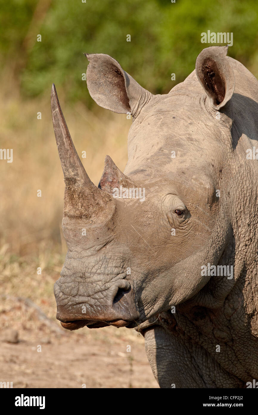 Rinoceronte bianco (Ceratotherium simum), la Hluhluwe Game Reserve, Sud Africa e Africa Foto Stock