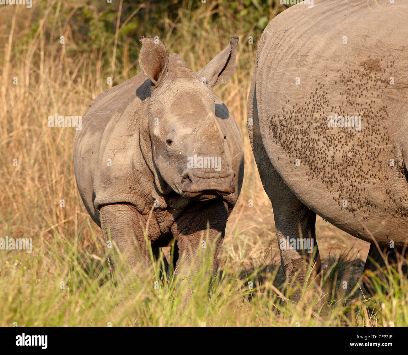 Baby rinoceronte bianco (Ceratotherium simum), la Hluhluwe Game Reserve, Sud Africa e Africa Foto Stock