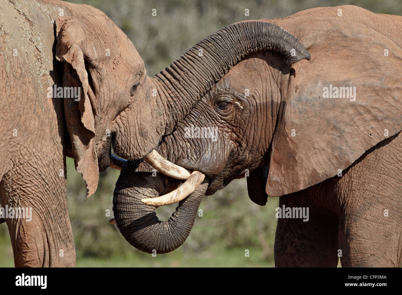 Due elefante africano (Loxodonta africana), Addo Elephant National Park, Sud Africa e Africa Foto Stock