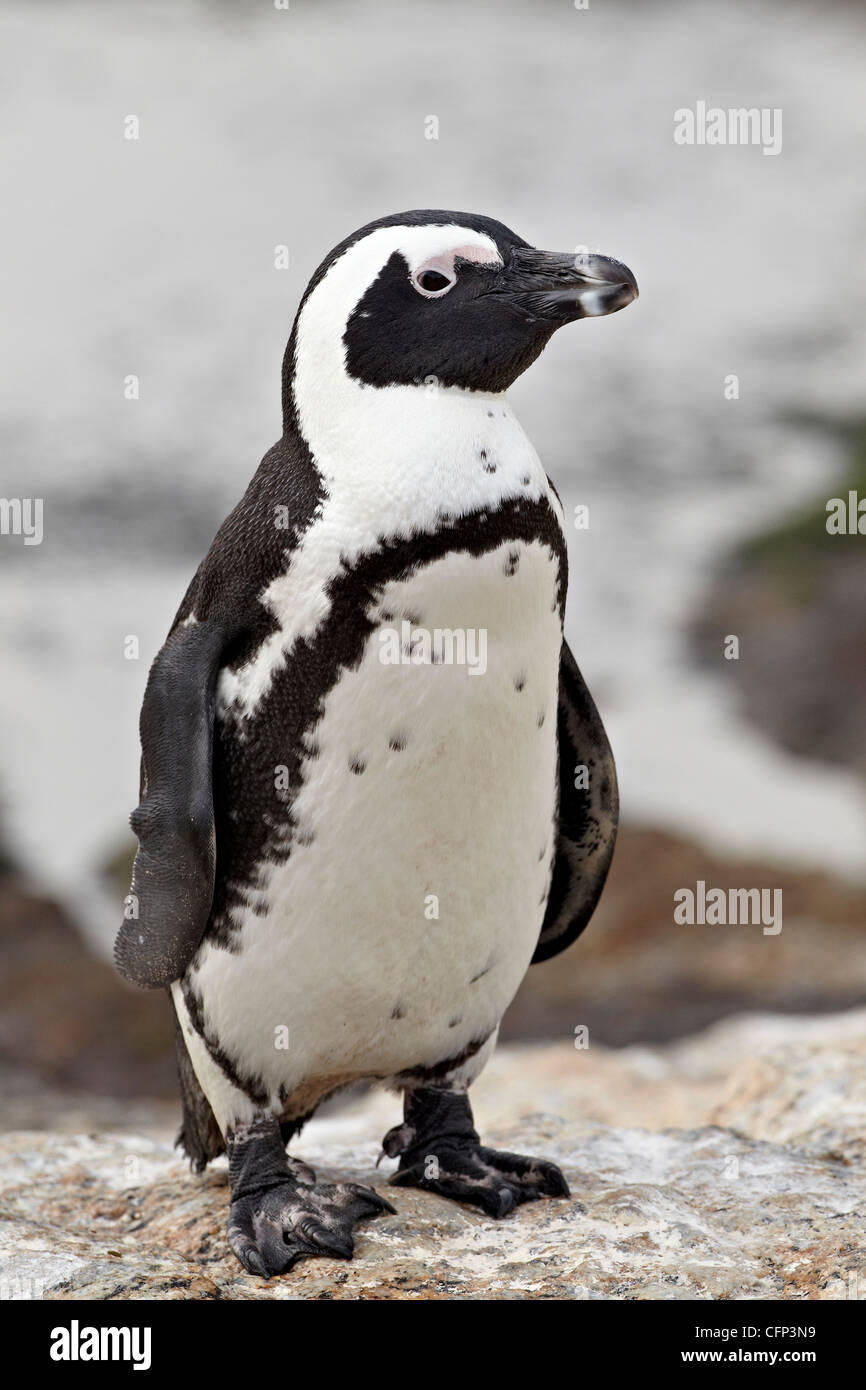 Pinguino africano (Spheniscus demersus), Simon's Town, Sud Africa e Africa Foto Stock