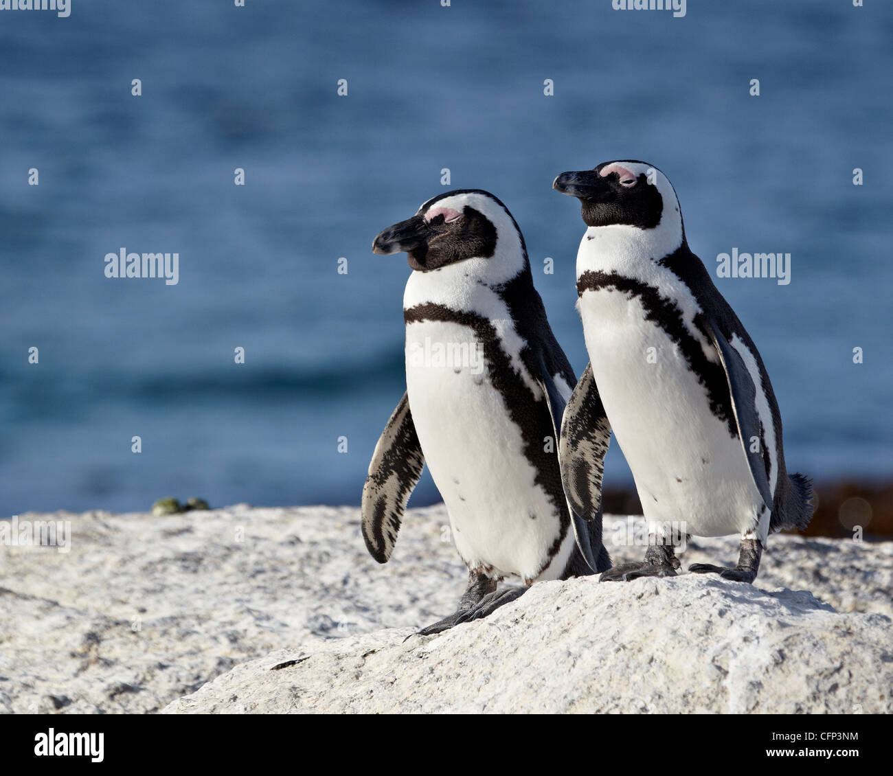 Due pinguini africani (Spheniscus demersus), Simon's Town, Sud Africa e Africa Foto Stock